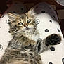 kitten, cat, tabby, fluffy, paw, polka_dot, fabric, cute, pet, animal, fur, whiskers, relaxed, indoor, close_up, soft, playful, young, lying_down, adorable