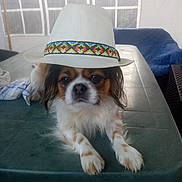 Pirate participe au concours pour gagner de l'argent avec cette photo : dog, hat, table, pet, small_dog, white_hat, colorful_band, fur, outdoor, covered_patio, furniture, calm, animal, looking_at_camera, resting, paw, face, expression, domestic_animal, companion