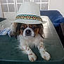dog, hat, table, pet, small_dog, white_hat, colorful_band, fur, outdoor, covered_patio, furniture, calm, animal, looking_at_camera, resting, paw, face, expression, domestic_animal, companion