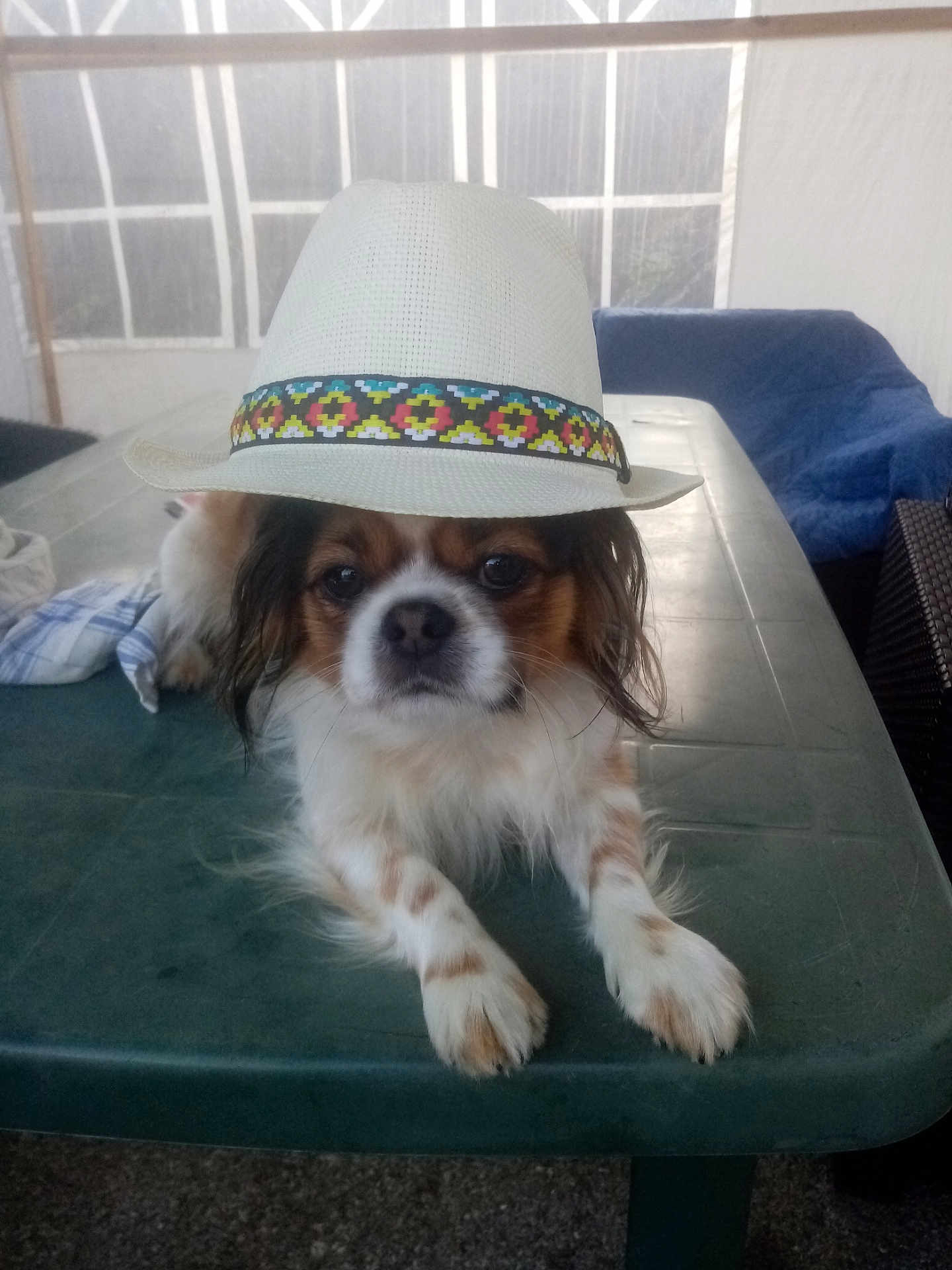 Pirate participe au concours pour gagner de l'argent avec cette photo : dog, hat, table, pet, small_dog, white_hat, colorful_band, fur, outdoor, covered_patio, furniture, calm, animal, looking_at_camera, resting, paw, face, expression, domestic_animal, companion