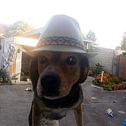 Caline participe au concours pour gagner de l'argent avec cette photo : dog, hat, window, outdoor, backyard, flowers, pet, curious, animal, fence, pavement, daylight, garden, house, canine, playful, domestic, looking, wearing, nature