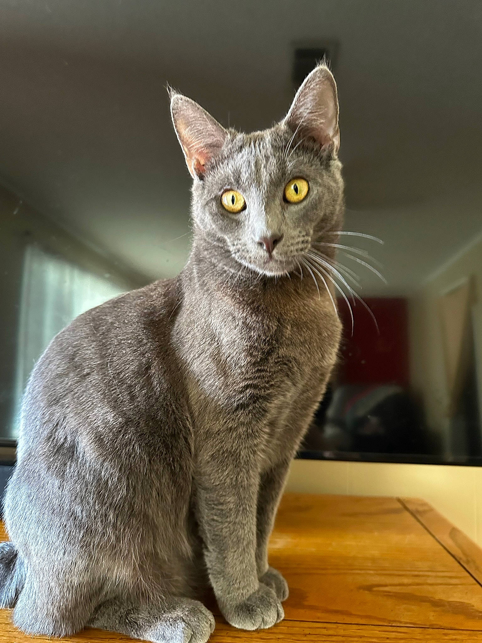 Elara Mir is registered to the contest to win money with this photo: carnivore, cat, cat_supply, domestic_short_haired_cat, felidae, fur, grey, hardwood, russian_blue, small_to_medium_sized_cats, snout, table, tail, terrestrial_animal, varnish, whiskers, window, wood