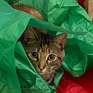 Ember is registered to the contest to win money with this photo: cat, tabby, tissue_paper, green, red, curious, wide_eyes, playful, pet, animal, fur, whiskers, indoors, close_up, hiding, nest, soft, colorful, cute, portrait