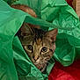 cat, tabby, tissue_paper, green, red, curious, wide_eyes, playful, pet, animal, fur, whiskers, indoors, close_up, hiding, nest, soft, colorful, cute, portrait