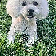 Coqueta is registered to the contest to win money with this photo: dog, poodle, white_dog, grass, outdoor, pet, cute, fluffy, animal, nature, portrait, canine, fur, eyes, playful, summer, greenery, mammal, adorable, companion