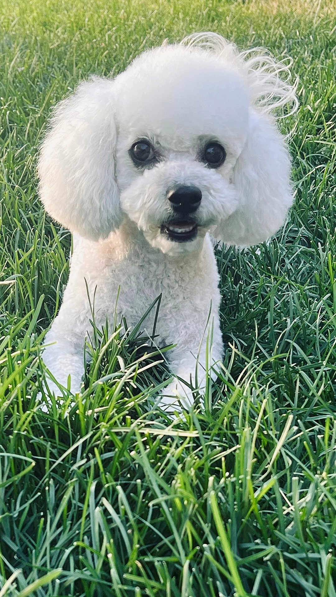 Coqueta
