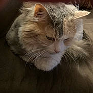 Bell is registered to the contest to win money with this photo: cat, cats, kitten, feline, fluffy, long_hair, orange_cat, white_cat, gray_cat, cuddling, sleepy, close_up, portrait, whiskers, ears, fur, pet, indoors, cozy, adorable