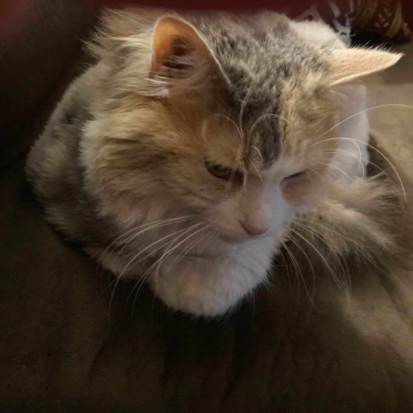 Bell is registered to the contest to win money with this photo: cat, cats, kitten, feline, fluffy, long_hair, orange_cat, white_cat, gray_cat, cuddling, sleepy, close_up, portrait, whiskers, ears, fur, pet, indoors, cozy, adorable