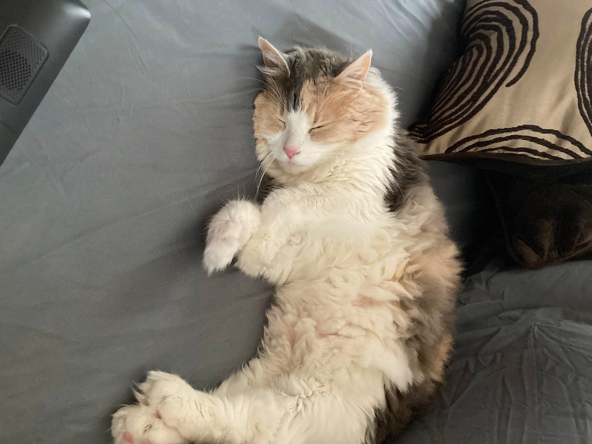 Bella is registered to the contest to win money with this photo: carnivore, cat, claw, comfort, domestic_short_haired_cat, eye, fawn, felidae, foot, fur, paw, sitting, small_to_medium_sized_cats, snout, tail, terrestrial_animal, whiskers, window