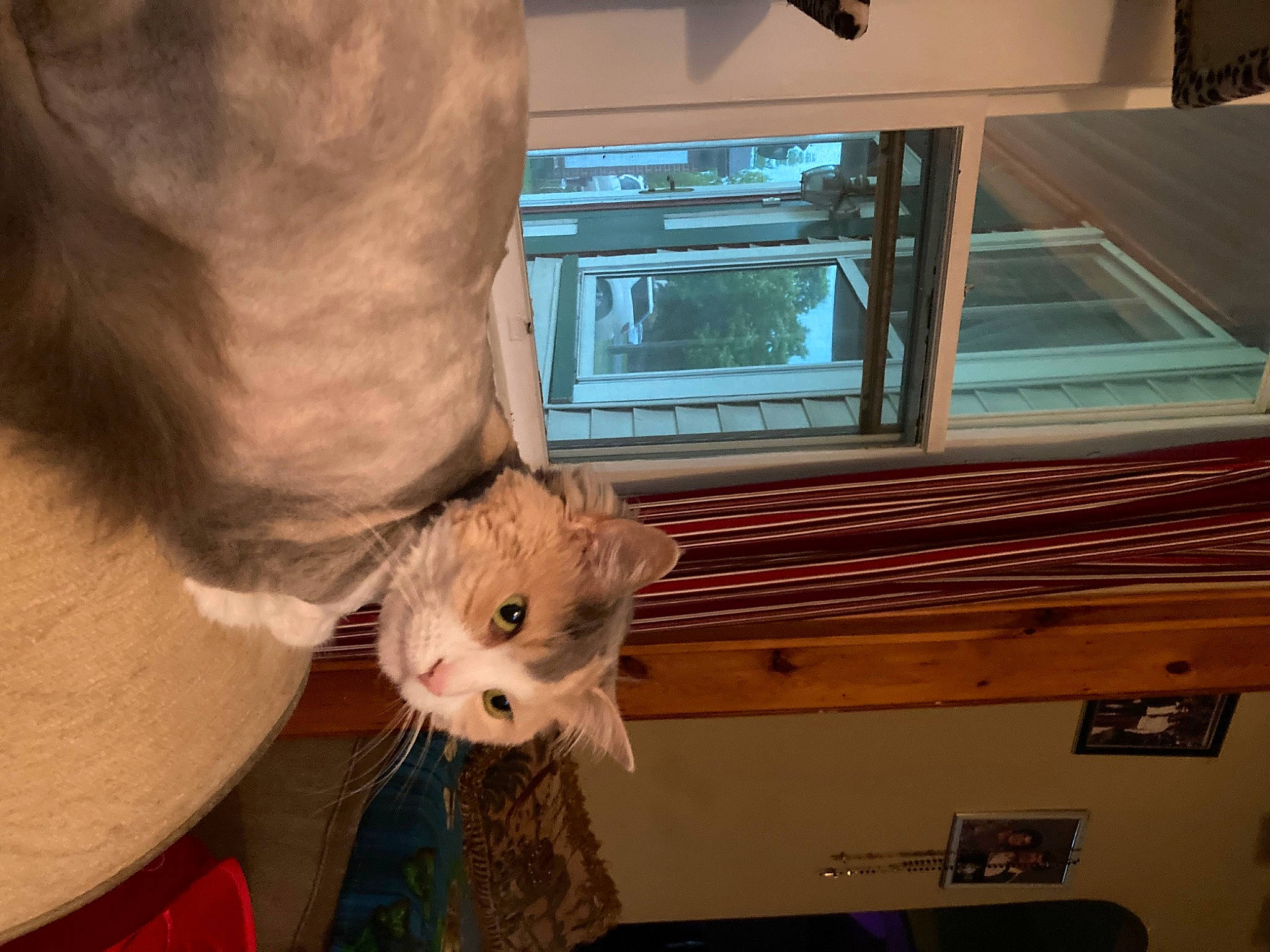 Bella is registered to the contest to win money with this photo: box, carnivore, cat, companion_dog, display_device, domestic_short_haired_cat, fawn, felidae, fur, mammal, rodent, room, shipping_box, small_to_medium_sized_cats, television, television_set, toy, vertebrate, whiskers, wood