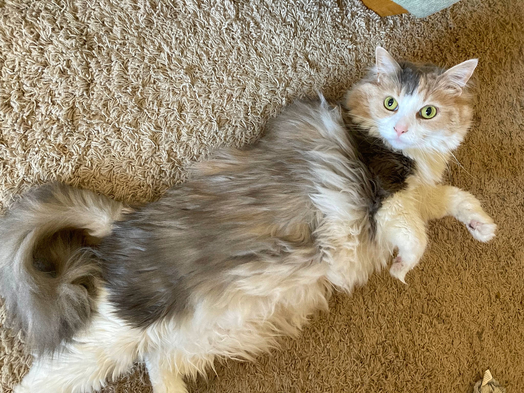 Bella is registered to the contest to win money with this photo: art, carnivore, cat, cat_toy, claw, domestic_short_haired_cat, fawn, felidae, fur, paw, sitting, small_to_medium_sized_cats, snout, tail, terrestrial_animal, whiskers