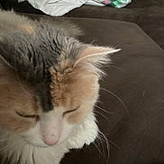 Bella Ady joined the competition — help win amazing prizes! cat, sleeping, fur, couch, quilt, blanket, indoor, pet, animal, close_up, resting, cozy, home, feline, whiskers, soft, brown, white, orange, relaxed