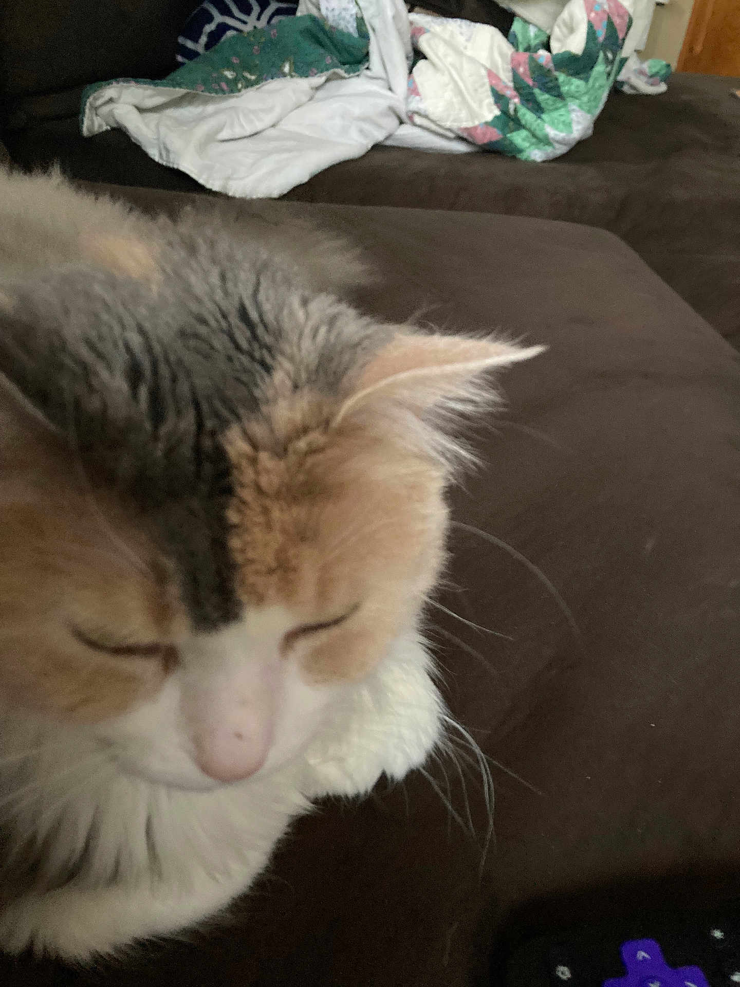 Bella Ady joined the competition — help win amazing prizes! cat, sleeping, fur, couch, quilt, blanket, indoor, pet, animal, close_up, resting, cozy, home, feline, whiskers, soft, brown, white, orange, relaxed