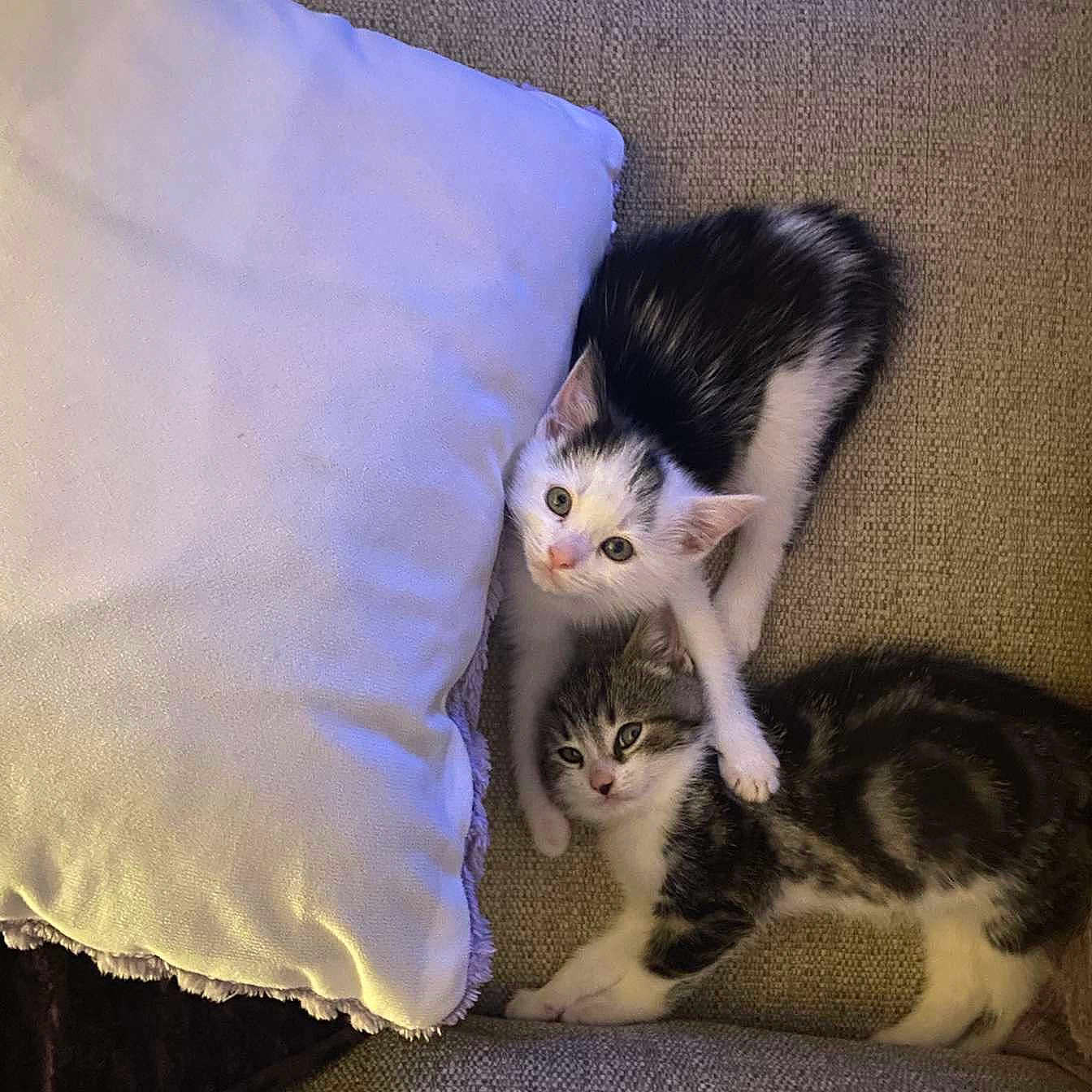 Jasper And Gizmo