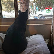 Salem joined the competition — help win amazing prizes! cat, black_cat, window, pillow, indoor, pet, animal, curious, screen, tree, daylight, home, feline, resting, quiet, shadow, wall, nature_outside, couch, domestic