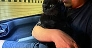 Salem joined the competition — help win amazing prizes! person, black_cat, glasses, car_interior, night, window, arm, seatbelt, shorts, hand, face, animal, pet, holding, looking, indoors, closeup, human, seated, comfort
