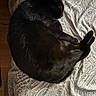 black_cat, sleeping, bed, paisley_pattern, curled_up, feline, pet, indoor, cozy, resting, fur, animal, mammal, whiskers, paw, quiet, soft, relaxation, domestic_cat, nap