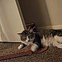 cat, carpet, scratching_pad, indoor, pet, feline, motion_blur, paw, fur, white, gray, striped, relaxing, animal, home, floor, playful, blurry, resting, soft_lighting