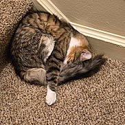 Mew is registered to the contest to win money with this photo: cat, sleeping, curled_up, carpet, stair, corner, fluffy_tail, tabby, white_paw, indoor, pet, feline, cozy, resting, fur, quiet, home, relaxation, animal, cute