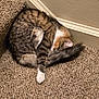 cat, sleeping, curled_up, carpet, stair, corner, fluffy_tail, tabby, white_paw, indoor, pet, feline, cozy, resting, fur, quiet, home, relaxation, animal, cute