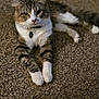 animal, carpet, cat, collar, cute, domestic, ears, eyes, feline, fur, indoor, lying_down, mammal, pet, portrait, relaxed, tabby, tag, whiskers, white_paws