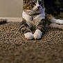 alert, animal, carpet, cat, closeup, collar, cute, domestic, feline, fur, household, indoor, laying, mammal, paws, pet, portrait, relaxed, tabby, whiskers
