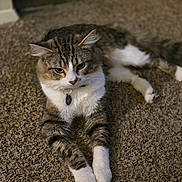 Mew is registered to the contest to win money with this photo: animal, carpet, cat, closeup, collar, cute, domestic, ears, feline, fur, indoor, laying, mammal, pet, resting, sleepy, tabby, tag, whiskers, white_paws