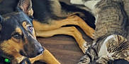 Mew is registered to the contest to win money with this photo: dog, cat, floor, shoe, puma, door, wooden_floor, indoor, pet, animal, lying_down, paw, black_shoe, white_shoe, tabby_cat, german_shepherd, domestic_animal, resting, friendship, casual