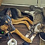 dog, cat, floor, shoe, puma, door, wooden_floor, indoor, pet, animal, lying_down, paw, black_shoe, white_shoe, tabby_cat, german_shepherd, domestic_animal, resting, friendship, casual