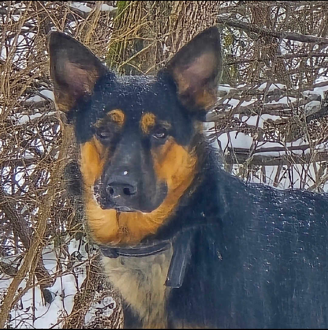 Max