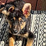 black_fur, brown_fur, close_up, collar, dog, ears, eyes, fur, looking_up, nose, outdoor, patterned_rug, paws, pet, portrait, puppy, rug, shadow, sunlight, wooden_deck