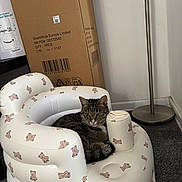 Athena is registered to the contest to win money with this photo: cat, tabby, inflatable_ring, teddy_bear_pattern, cardboard_box, floor_lamp, carpet, indoor, pet, relaxed, animal, feline, cute, resting, cozy, home, fur, whiskers, ears, tail