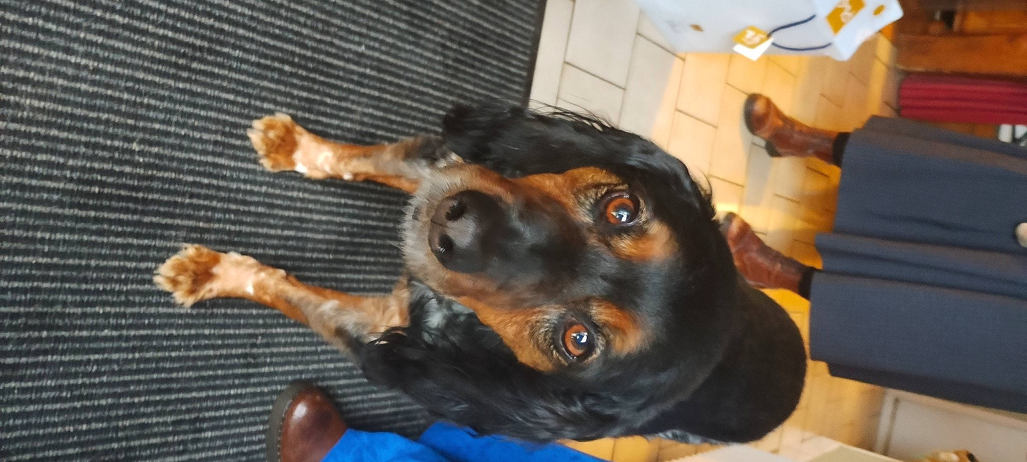 Niko participe au concours pour gagner de l'argent avec cette photo : canidae, carnivore, claw, collar, companion_dog, dog, dog_breed, ear, fawn, fur, guard_dog, liver, metal, paw, snout, sporting_group, toy_dog, whiskers, working_animal, working_dog