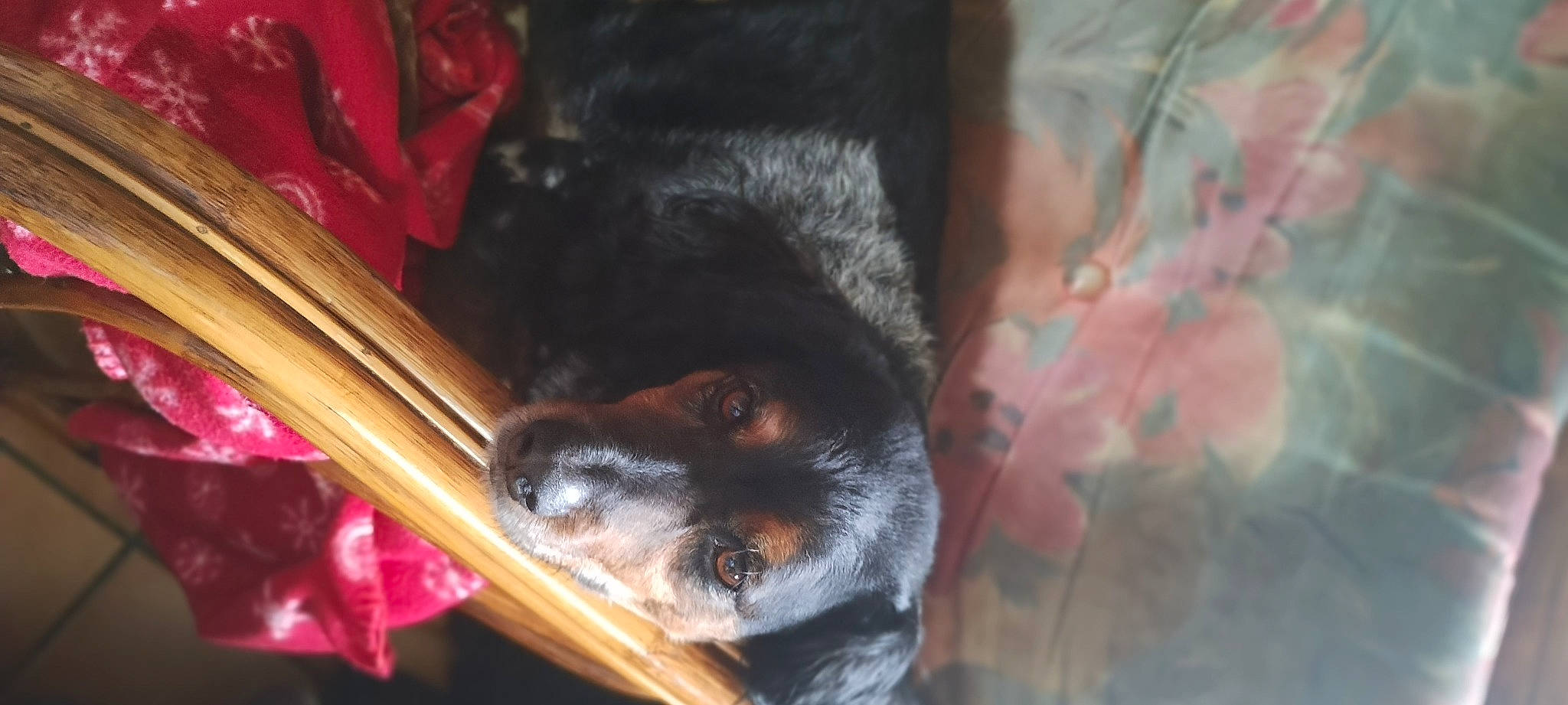 Niko participe au concours pour gagner de l'argent avec cette photo : canidae, carnivore, claw, companion_dog, dog, dog_breed, fawn, foot, fur, paw, rainforest, sporting_group, tail, terrestrial_animal, toy_dog, whiskers, wildlife, wood, working_animal, working_dog