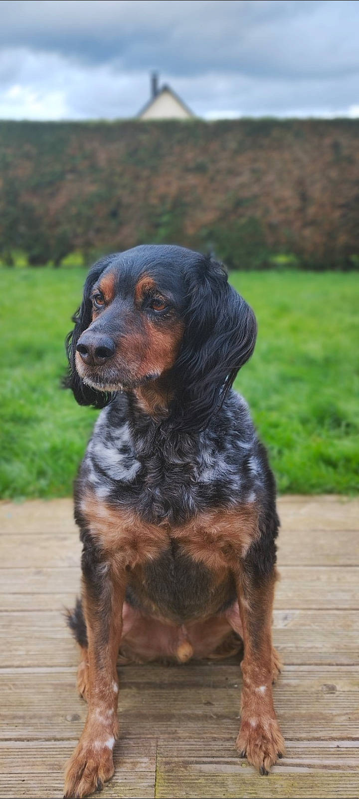 Niko participe au concours pour gagner de l'argent avec cette photo : biting, canidae, carnivore, companion_dog, dog, dog_breed, fur, grass, gun_dog, hunting_dog, liver, plant, snout, spaniel, sporting_group, terrestrial_animal, water_dog, working_animal, working_dog