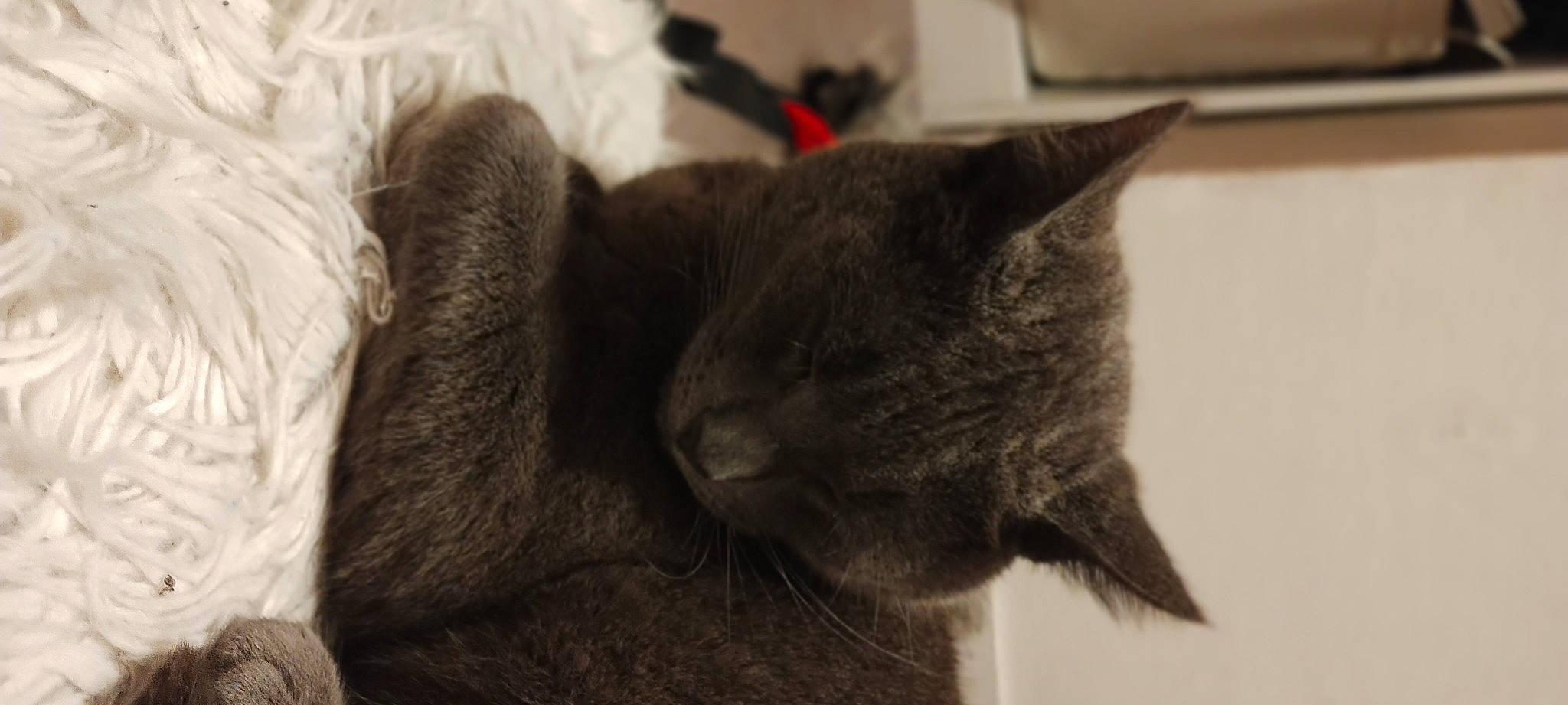 Muffin a rejoint le concours — aidez-le/la à gagner de superbes lots ! carnivore, cat, comfort, domestic_short_haired_cat, ear, felidae, fur, grey, monochrome_photography, small_to_medium_sized_cats, snout, terrestrial_animal, whiskers