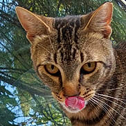 Sparkles joined the competition — help win amazing prizes! cat, tabby, close_up, tongue_out, animal, pet, whiskers, ears, outdoor, nature, feline, face, fur, eyes, curious, playful, muzzle, greenery, daylight, portrait