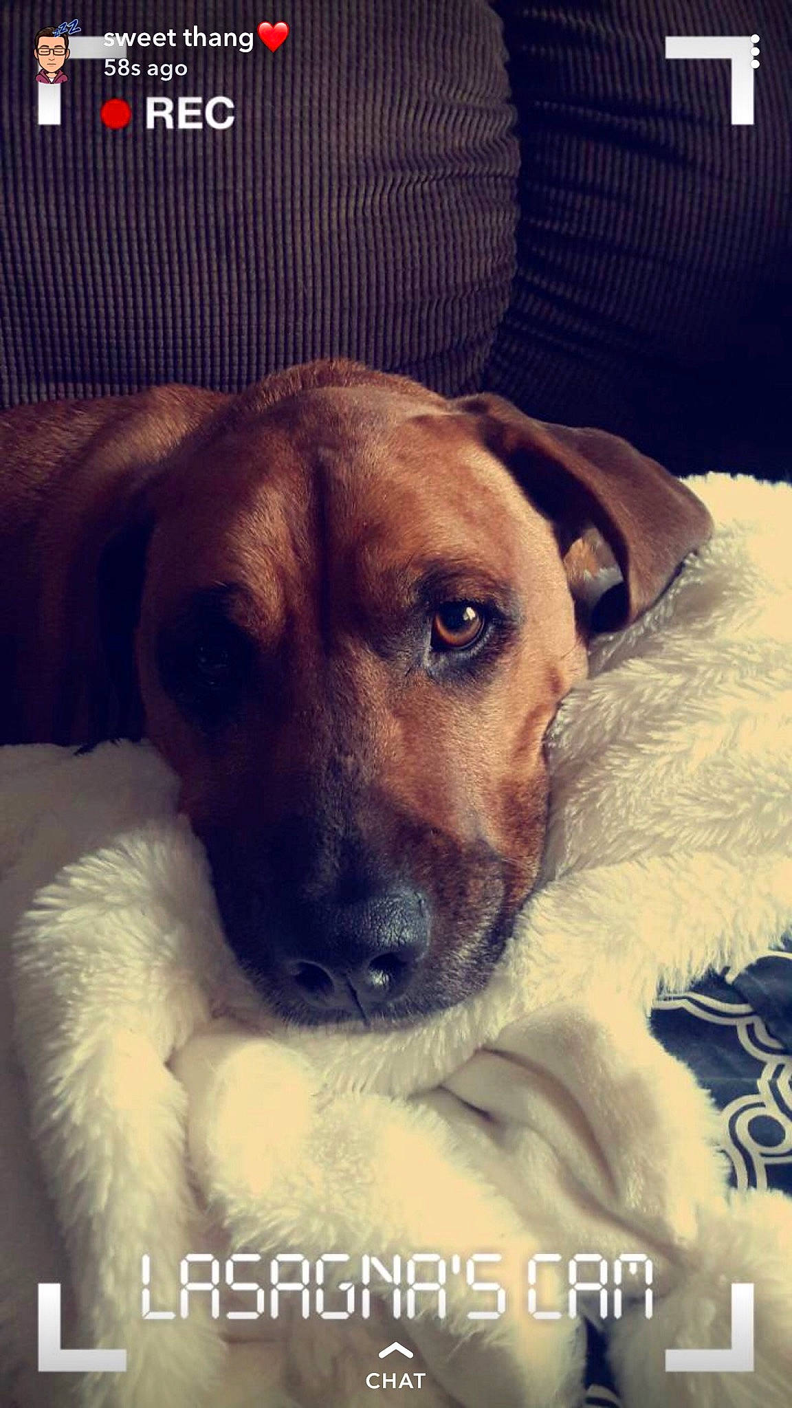 Gus joined the competition — help win amazing prizes! black_mouth_cur, canidae, carnivore, companion_dog, dog, dog_breed, fawn, headwear, mammal, nose, person, photo_caption, potcake_dog, puppy_love, snout, whiskers