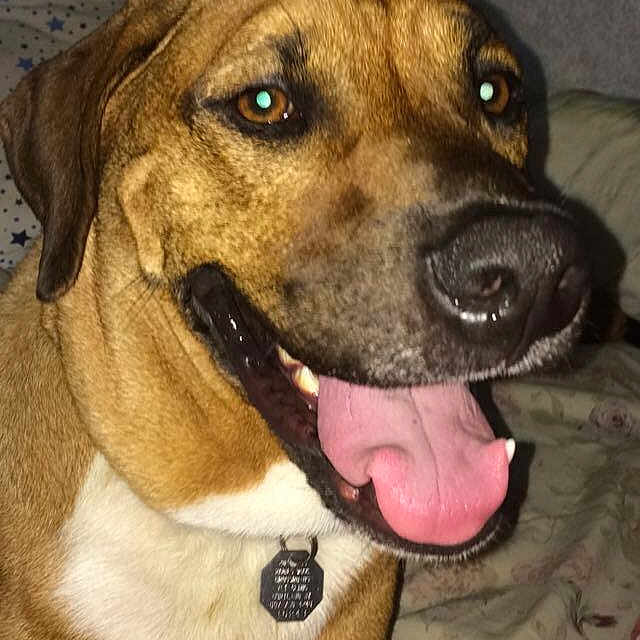 Gus is registered to the contest to win money with this photo: beagador, black_mouth_cur, broholmer, canidae, carnivore, dog, dog_breed, ear, fawn, mammal, mountain_cur, nose, potcake_dog, rare_breed_dog, rhodesian_ridgeback, snout, vertebrate, whiskers