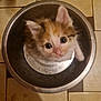 Evoly participe au concours pour gagner de l'argent avec cette photo : kitten, cat, animal, pet, cute, fur, bowl, metal, floor, tile, indoor, looking_up, curious, small, young, whiskers, ears, face, closeup, adorable