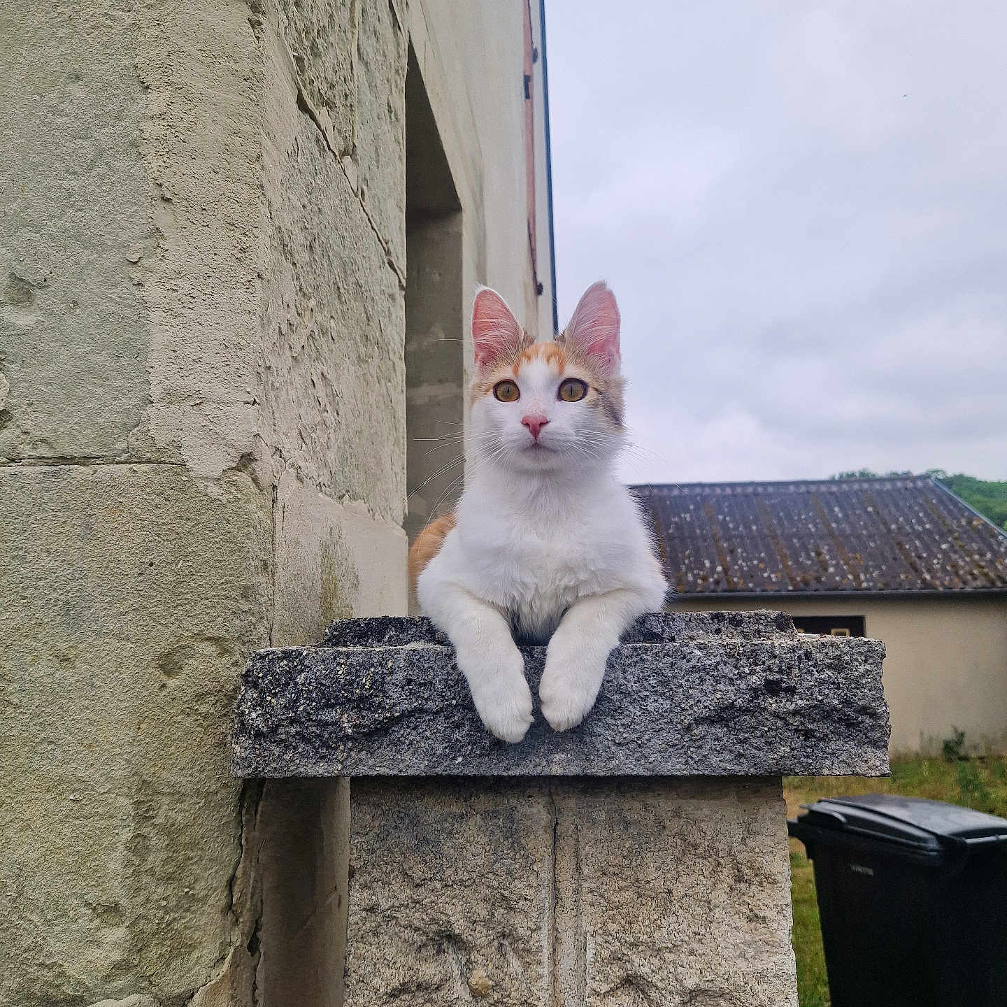 Evoly a rejoint le concours — aidez-le/la à gagner de superbes lots ! animal, building, calico, cat, cloudy, curious, daytime, ears, feline, nature, outdoor, pet, quiet, resting, roof, sky, stone_wall, trash_bin, whiskers, window