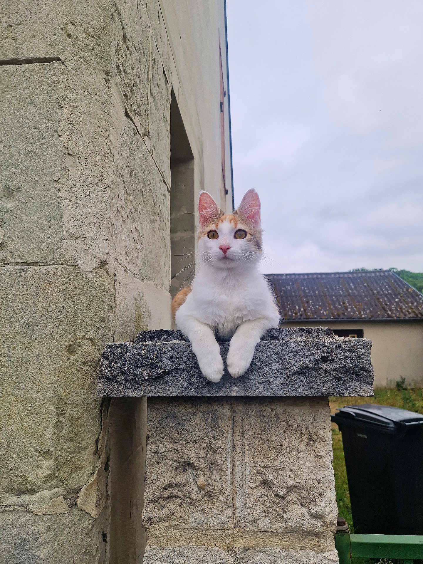 Evoly a rejoint le concours — aidez-le/la à gagner de superbes lots ! cat, calico, stone_wall, outdoor, building, window, sky, cloudy, trash_bin, roof, curious, pet, animal, feline, nature, quiet, daytime, resting, ears, whiskers