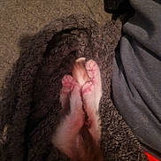 Evoly participe au concours pour gagner de l'argent avec cette photo : kitten, paws, pink_paws, blanket, fur, cozy, sleeping, resting, pet, animal, feline, soft, texture, closeup, indoor, human, clothing, gray, comfort, warm