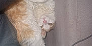 Evoly a rejoint le concours — aidez-le/la à gagner de superbes lots ! cat, indoor, cushion, upside_down, feline, cozy, white, orange, fur, relaxed, pet, closeup, curious, soft_lighting, couch, paw, whiskers, home, animal, comfortable