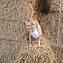 Idunn participe au concours pour gagner de l'argent avec cette photo : dog, hay, straw, animal, farm, outdoor, brown_dog, white_patch, alert, sitting, curious, rural, nature, pet, canine, stacked_hay, background, daylight, fur, ears