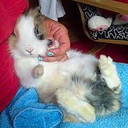 Cacharel participe au concours pour gagner de l'argent avec cette photo :