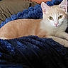 cat, kitten, pet, animal, cream_fur, white_fur, blue_blanket, lying_down, indoors, close_up, portrait, green_eyes, pink_nose, pointed_ears, whiskers, relaxed, cozy, soft_blanket, home, photography
