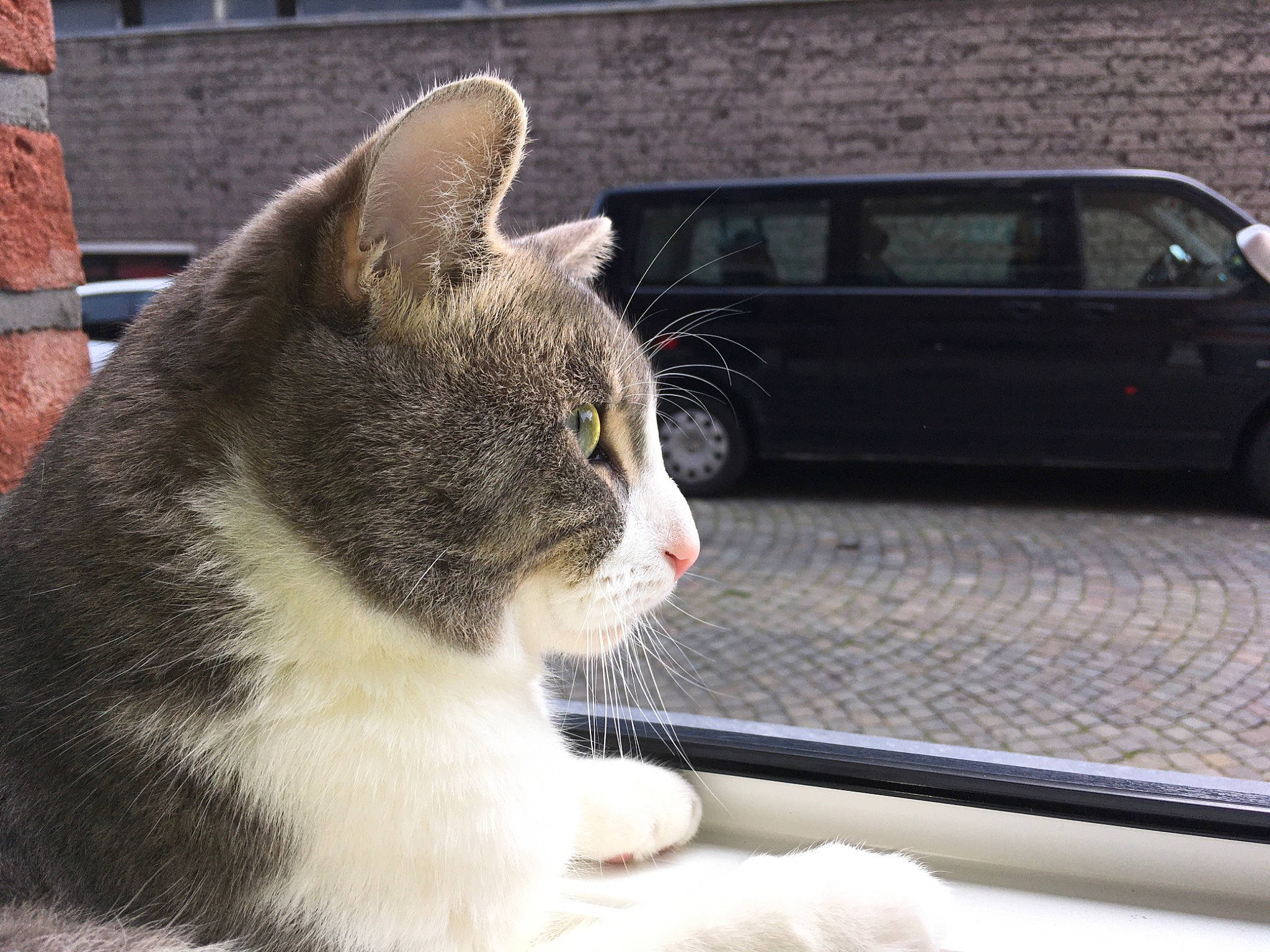 Mochi a rejoint le concours — aidez-le/la à gagner de superbes lots ! automotive_exterior, automotive_lighting, automotive_tire, car, carnivore, cat, felidae, hood, mammal, motor_vehicle, small_to_medium_sized_cats, snout, tints_and_shades, tire, vehicle, vehicle_door, vertebrate, wheel, whiskers, window