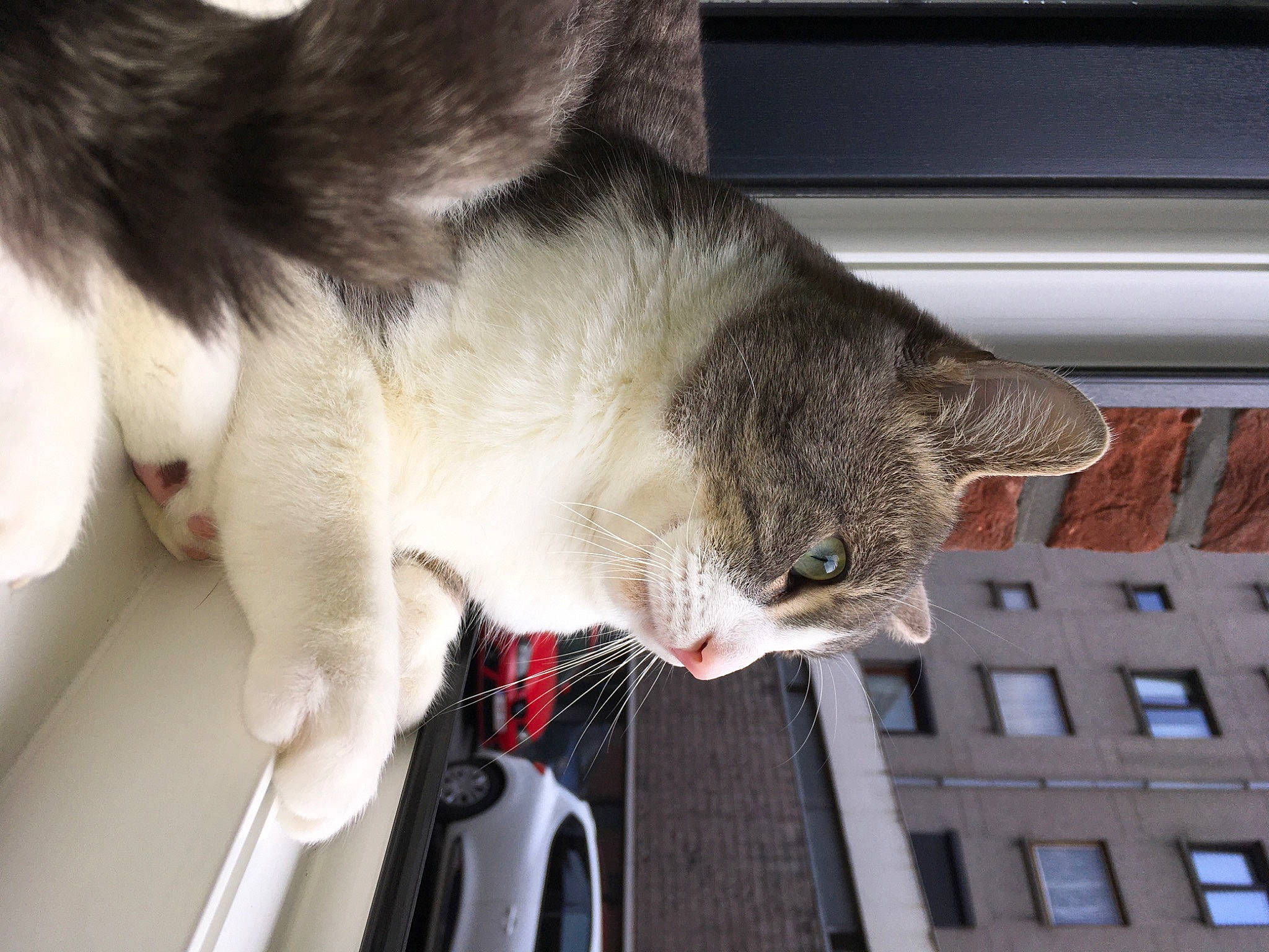 Mochi a rejoint le concours — aidez-le/la à gagner de superbes lots ! carnivore, cat, claw, collar, domestic_short_haired_cat, felidae, fur, paw, plant, small_to_medium_sized_cats, snout, tail, vehicle, whiskers, window