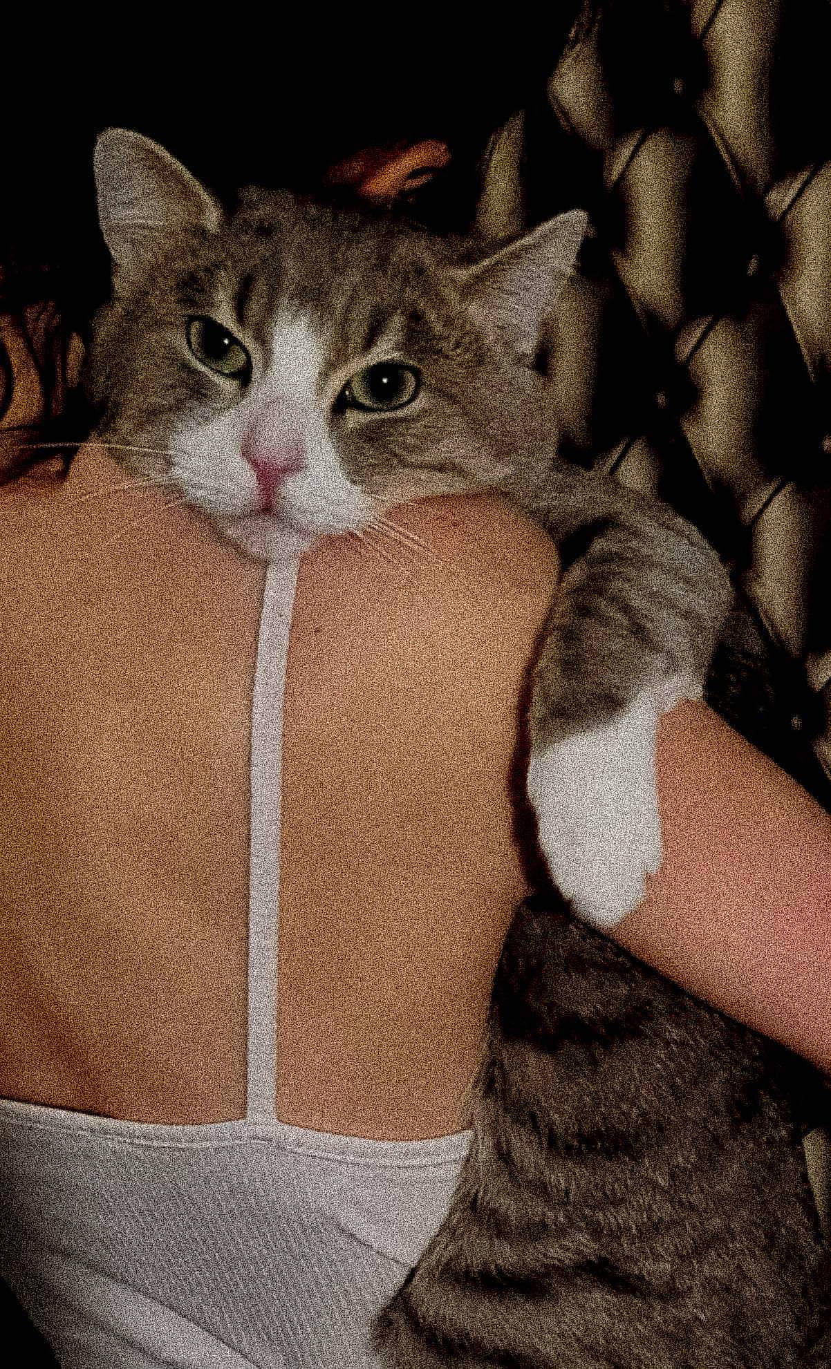 Mochi participe au concours pour gagner de l'argent avec cette photo : art, carnivore, cat, claw, comfort, couch, domestic_short_haired_cat, fawn, felidae, fur, gesture, pattern, paw, photo_caption, small_to_medium_sized_cats, snout, tail, terrestrial_animal, whiskers, window